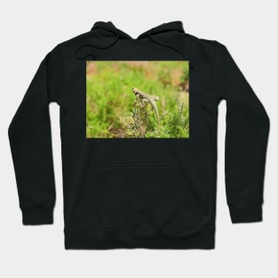 Lizards, yellow backed spiny lizard, reptiles, On the Lookout Hoodie